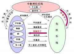 四大因素会导致孩子性早熟